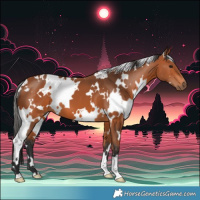 Horse Color:White Spotted Bay 