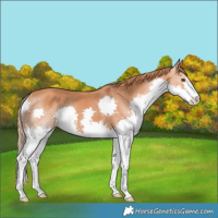 Horse Color:Chestnut Splash 