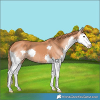 Horse Color:Chestnut Splash 