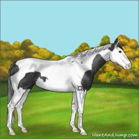 Horse Color:Black Splash Tobiano 