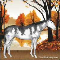 Horse Color:Black Splash 