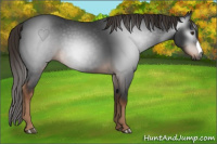 Horse Color:Gray Liver Chestnut 