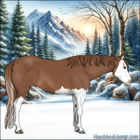 Horse Color:Chestnut Splash 