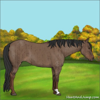 Horse Color:Liver Red Dun Brindle 