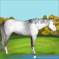 Horse Color:Gray Liver Chestnut 