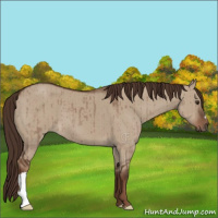 Horse Color:Liver Red Dun Brindle 