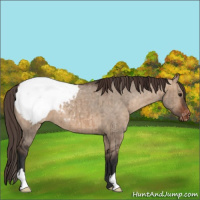 Horse Color:Bay Dun Appaloosa Brindle 