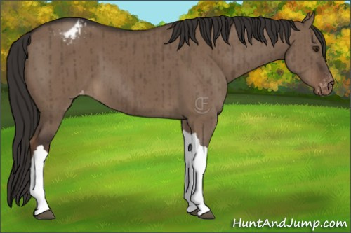 Horse Color:Liver Red Dun Appaloosa Brindle 