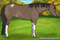 Horse Color:Liver Red Dun Appaloosa Brindle 