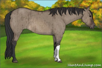 Horse Color:Brown Dun Appaloosa Brindle 