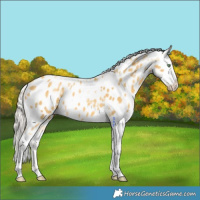 Horse Color:Silver Sable Cream Champagne Dun Tobiano Appaloosa Rabicano