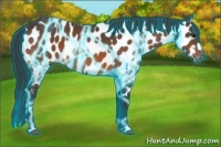 Horse Color:Thunderstruck Bay Appaloosa 
