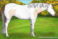 Horse Color:Amber Champagne Roan Dun Splash Tobiano 