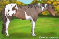 Horse Color:Liver Chestnut Tobiano Appaloosa