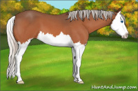 Horse Color:Silver Bay Roan Splash