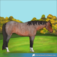 Horse Color:Brown Roan