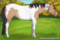Horse Color:Bay Dun Tobiano Rabicano