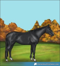 Horse Color:Black 