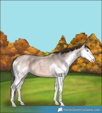 Horse Color:Bay Roan Splash