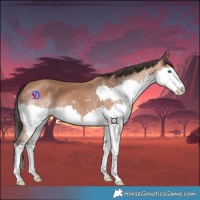 Horse Color:Bay Splash 