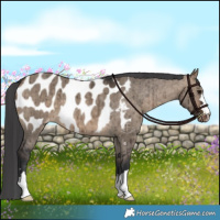 Horse Color:Brown Dun Appaloosa Brindle 