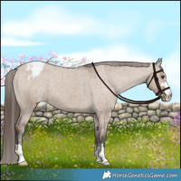 Horse Color:Liver Red Dun Appaloosa Brindle