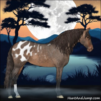Horse Color:Brown Dun Appaloosa Brindle 