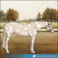 Horse Color:Red Dun Mushroom Near Leopard Brindle 