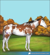 Horse Color:White Spotted Bay Splash