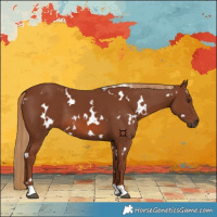 Horse Color:White Spotted Chestnut 