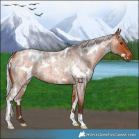Horse Color:White Spotted Silver Bay Roan 