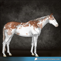 Horse Color:White Spotted Chestnut Splash Rabicano