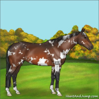 Horse Color:White Spotted Bay 