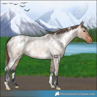 Horse Color:White Spotted Bay Roan Dun Varnish 