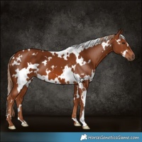 Horse Color:White Spotted Chestnut 