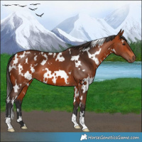 Horse Color:White Spotted Bay 