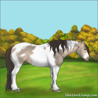 Horse Color:Bay Dun Tobiano Frame 