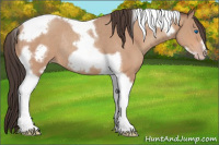 Horse Color:Amber Champagne Tobiano Frame Rabicano