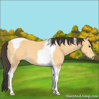 Horse Color:Buckskin Tobiano 