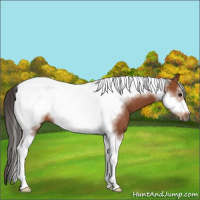 Horse Color:Bay Tobiano Frame 
