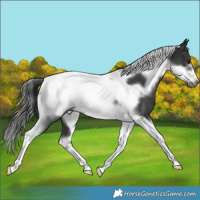 Horse Color:Black Tobiano Frame Rabicano 