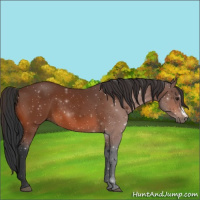 Horse Color:Brown 