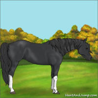 Horse Color:Black 