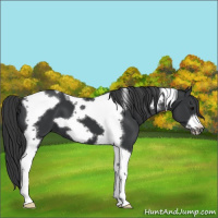 Horse Color:Black Tobiano Frame 