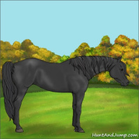 Horse Color:Black 