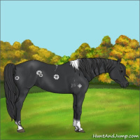 Horse Color:Black Tobiano 