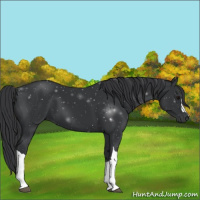 Horse Color:Black 