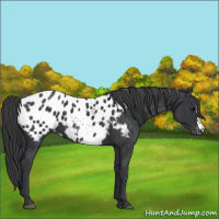 Horse Color:Black Appaloosa 