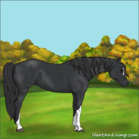 Horse Color:Black 