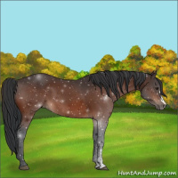 Horse Color:Brown 